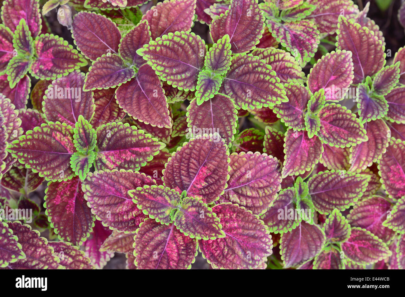close-up of green and violet color coleus in garden Stock Photo