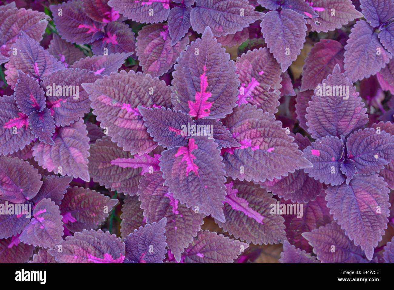 close-up of violet color coleus in garden Stock Photo