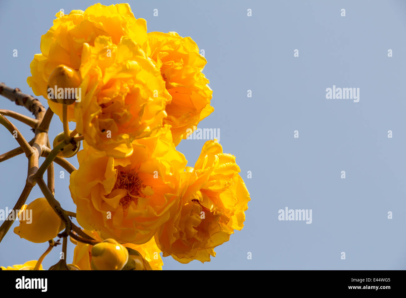 Cochlospermum regium, also known as Yellow Cotton Tree In Thailand Stock Photo