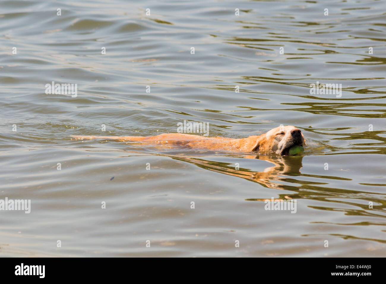 Golden Retriever in water with ball in mouth about to grab it. Stock Photo