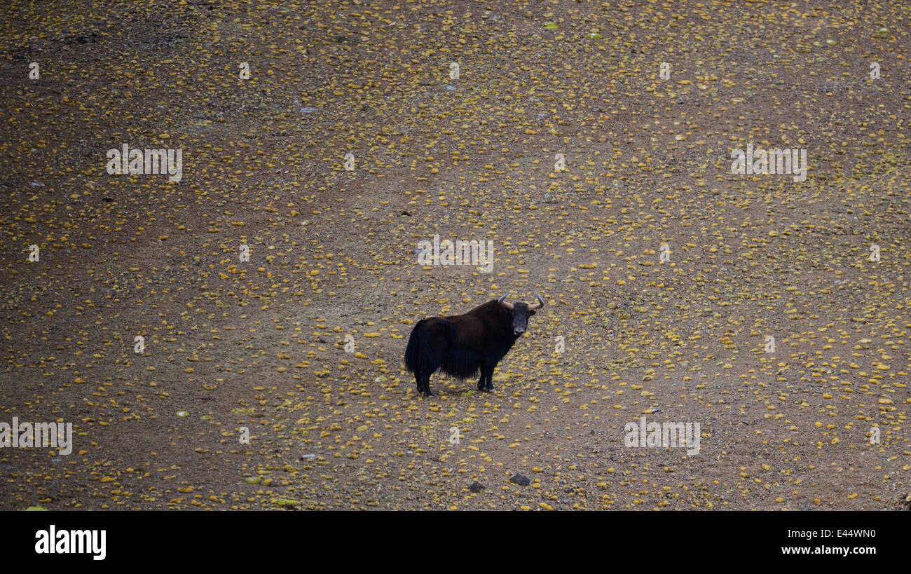 Chang tang tibet hires stock photography and images Alamy
