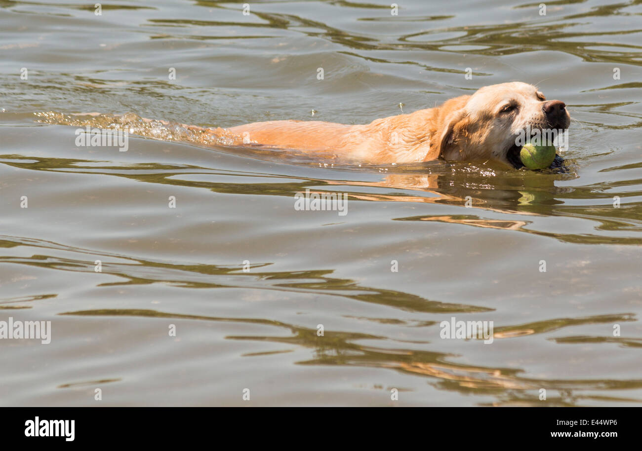 Golden Retriever in water with ball in mouth about to grab it. Stock Photo