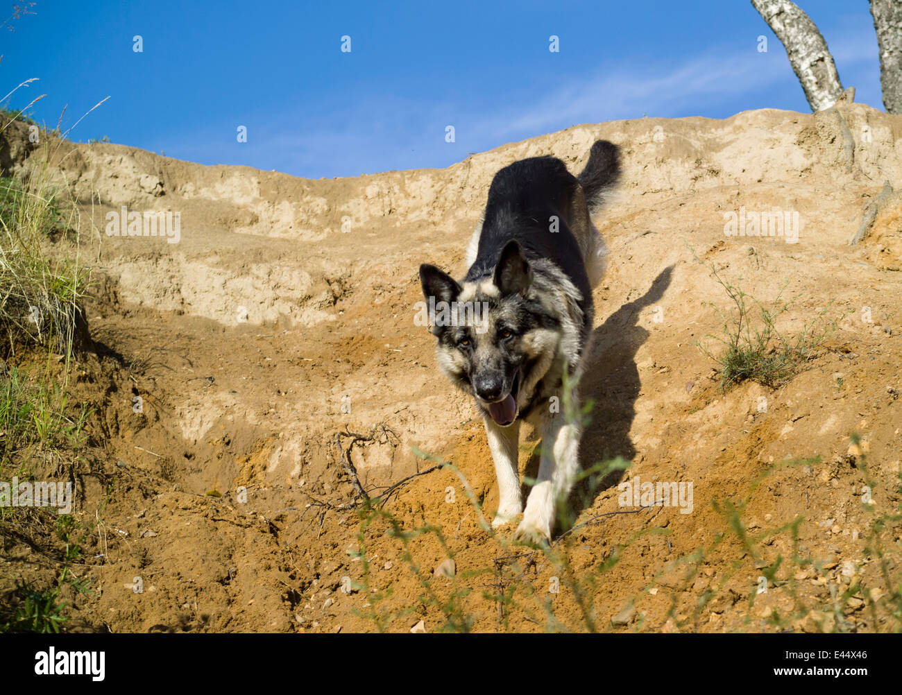 Shepherd dog running downhill Stock Photo Alamy