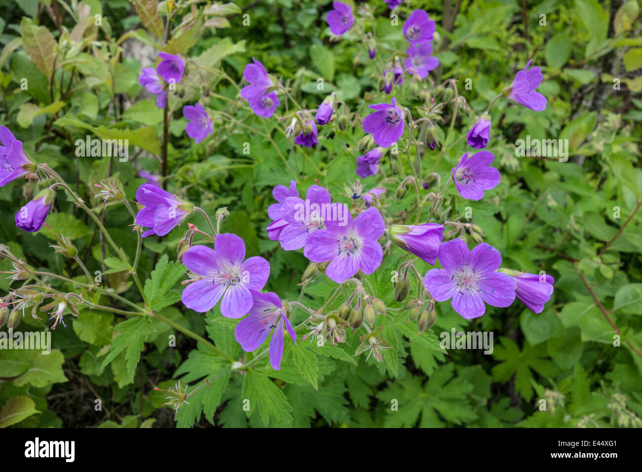 Background of beautiful purple flowers Stock Photo - Alamy