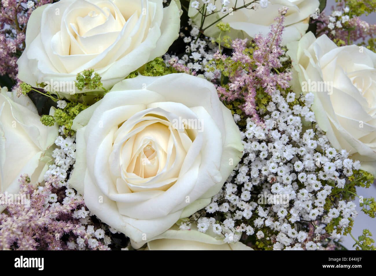 Background of beautiful white roses Stock Photo Alamy