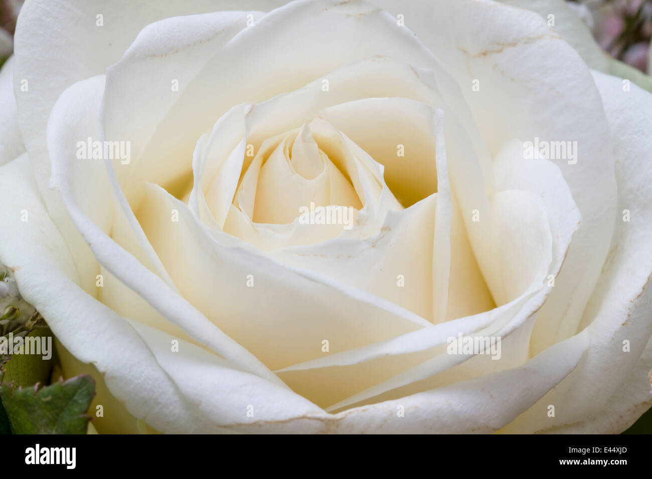 Macro image of white rose Stock Photo