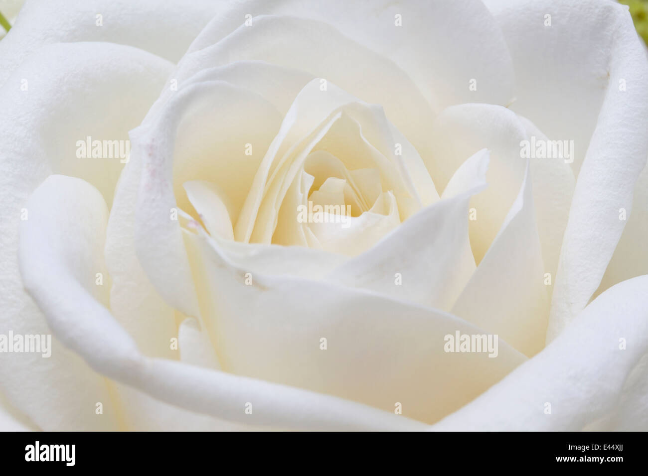 Macro image of white rose Stock Photo