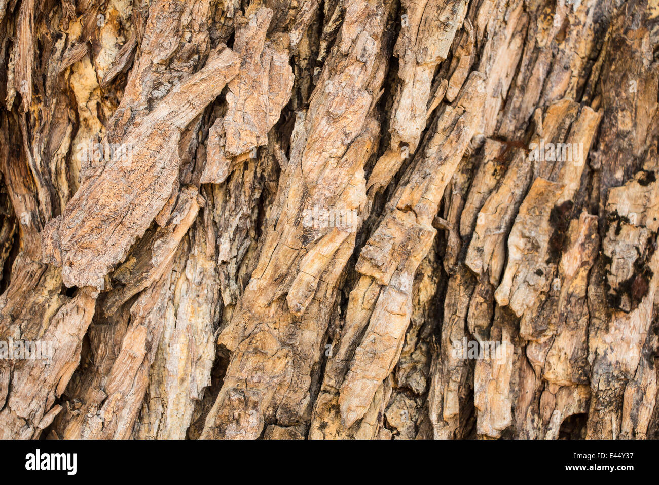 Tree bark texture background Stock Photo