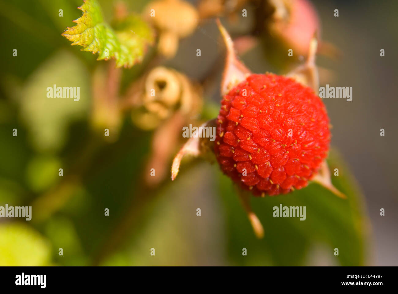 Thimbleberry (Rubus parviflorus), Willamette National Forest, Oregon