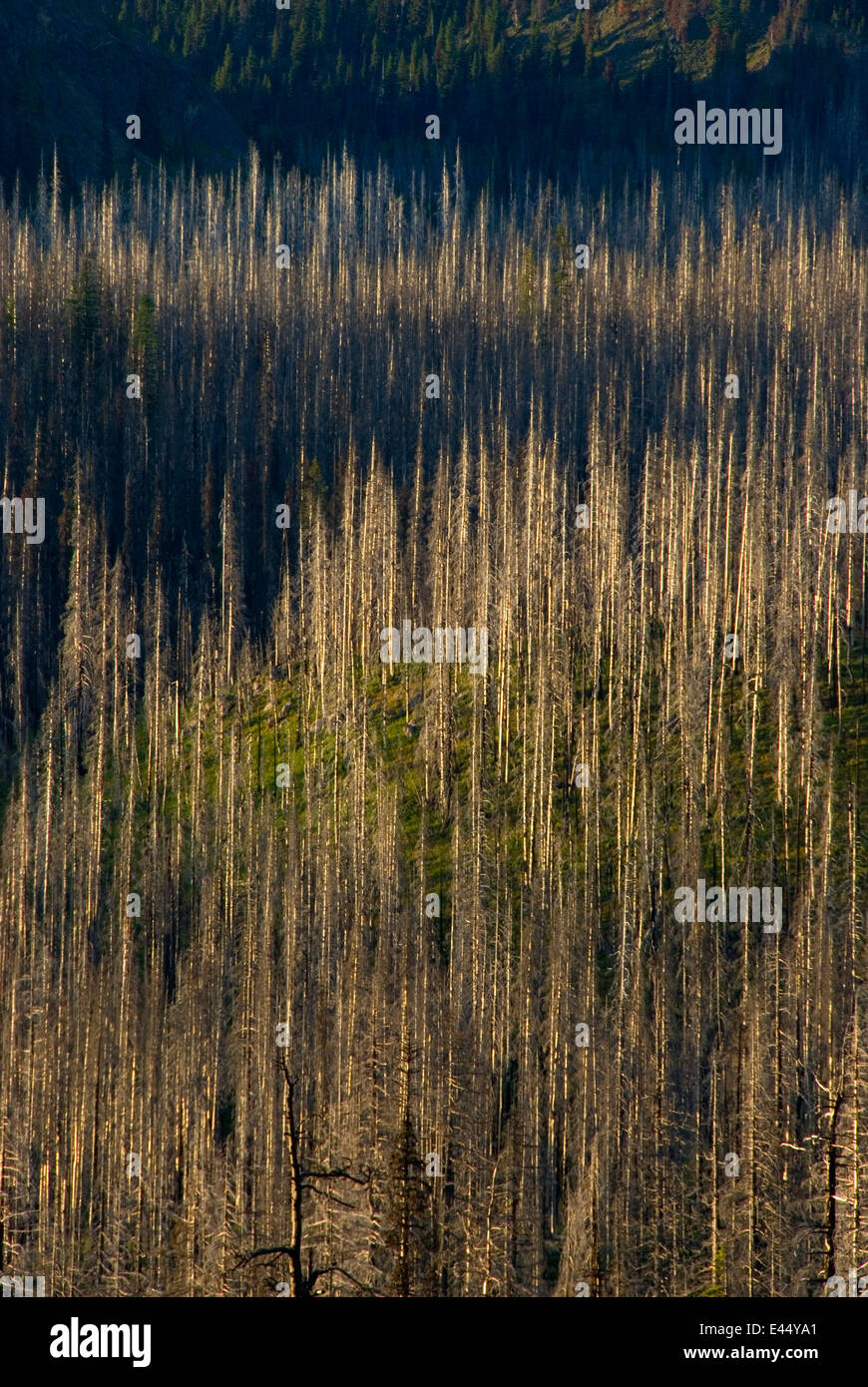 B&B Complex Fire Zone, McKenzie Pass-Santiam Pass National Scenic Byway ...