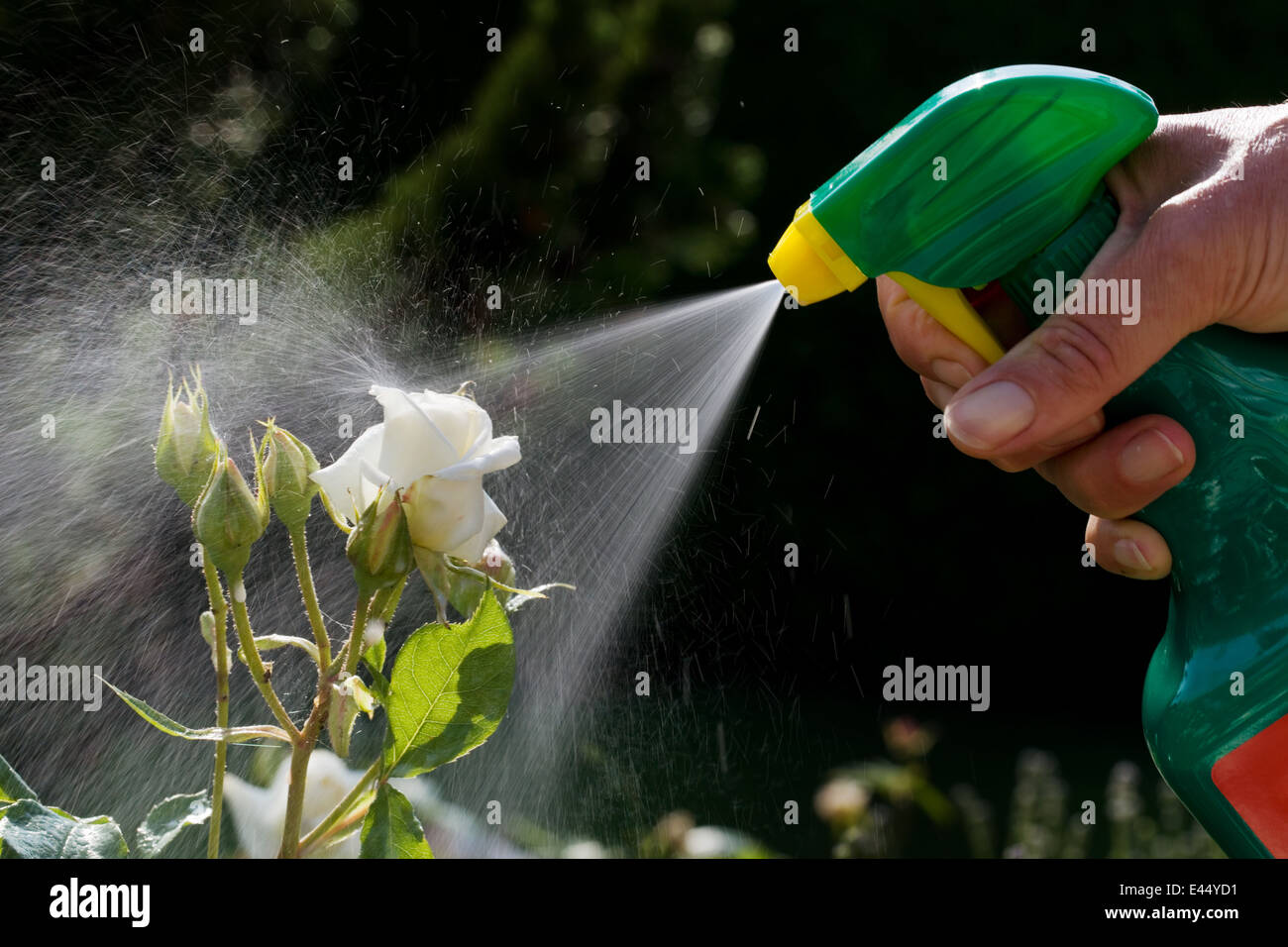 Roses in a garden are sprayed with a pesticide. Stock Photo