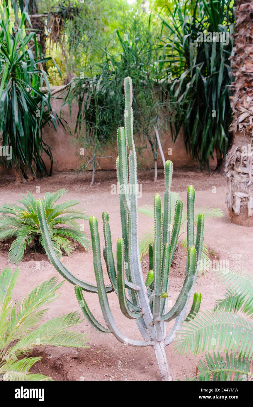 Cactus in Les Jardins Majorelle, a memorial to Yves Saint Laurent, Marrakech, Morocco Stock Photo