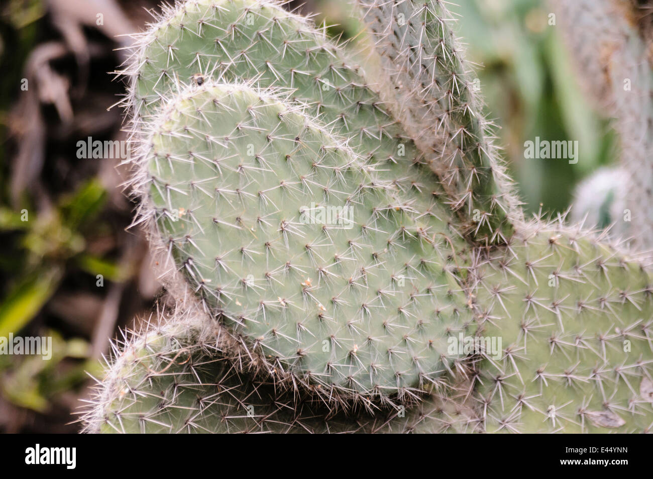 Flat round leaf of of a prickly pear at the Jardins Majorelle, Marrakech Stock Photo