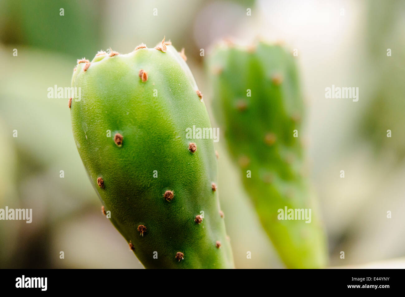 Fruit of a prickly pear at the Jardins Majorelle, Marrakech Stock Photo