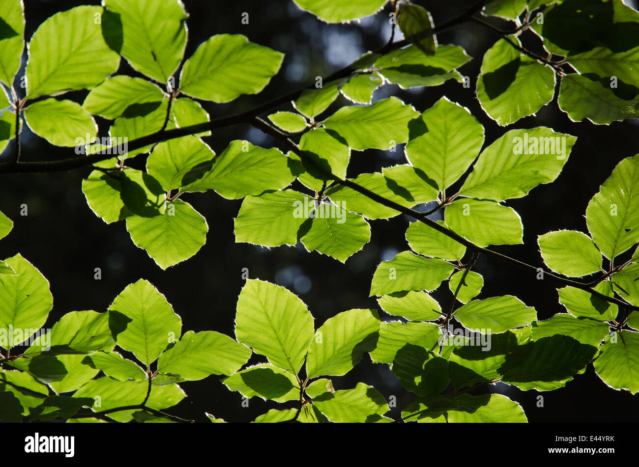 Backlit fresh beech leaves at dark background in forest Stock Photo