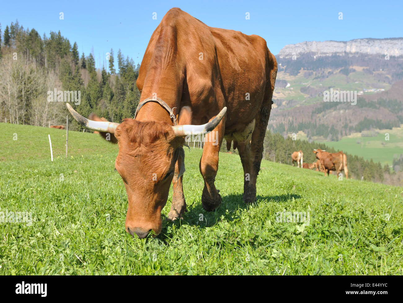 brown cow grazing grass in the mountain pastures Stock Photo