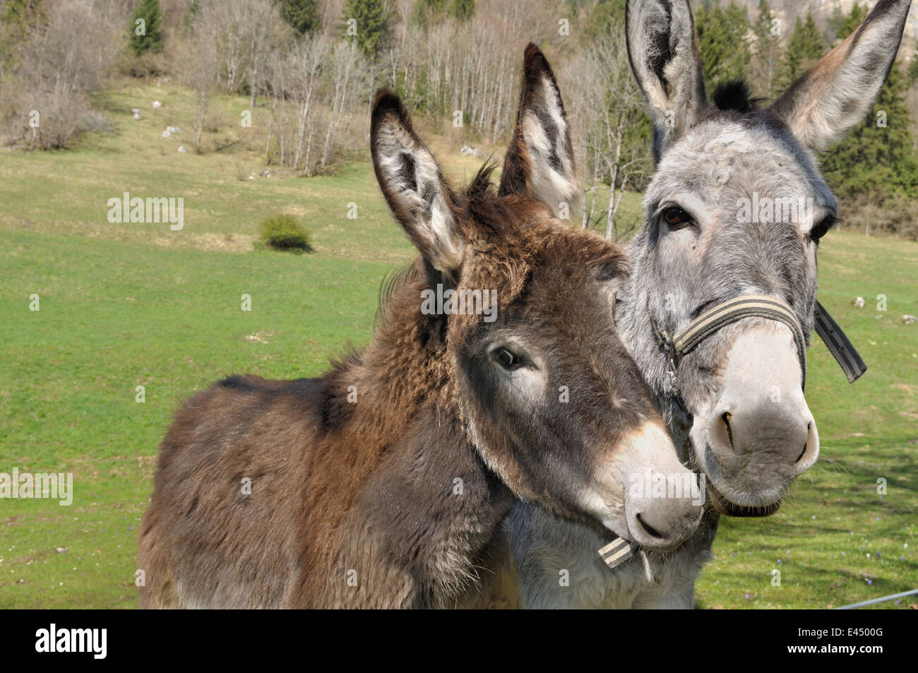 portrait of two lovely and funny donkeys Stock Photo