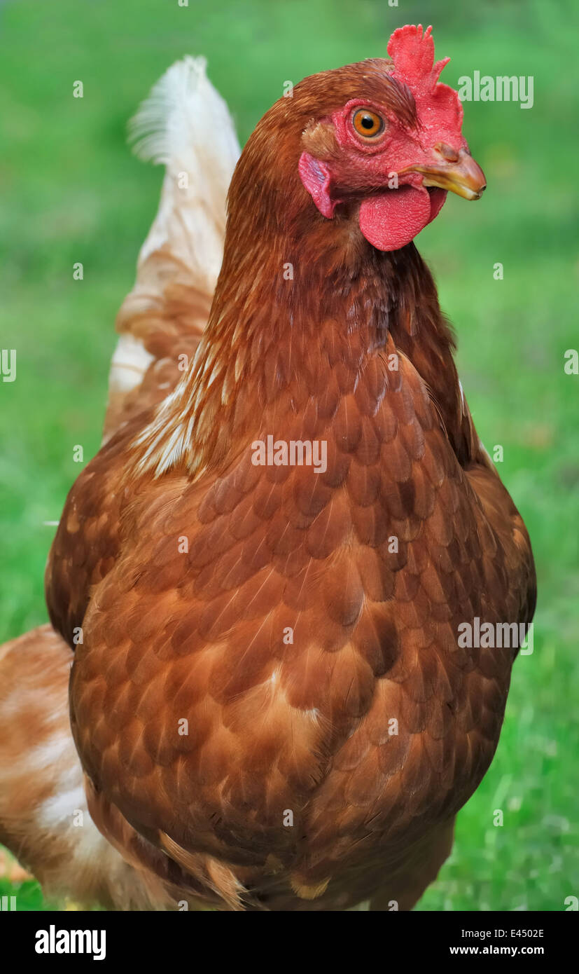 Red hen hires stock photography and images Alamy