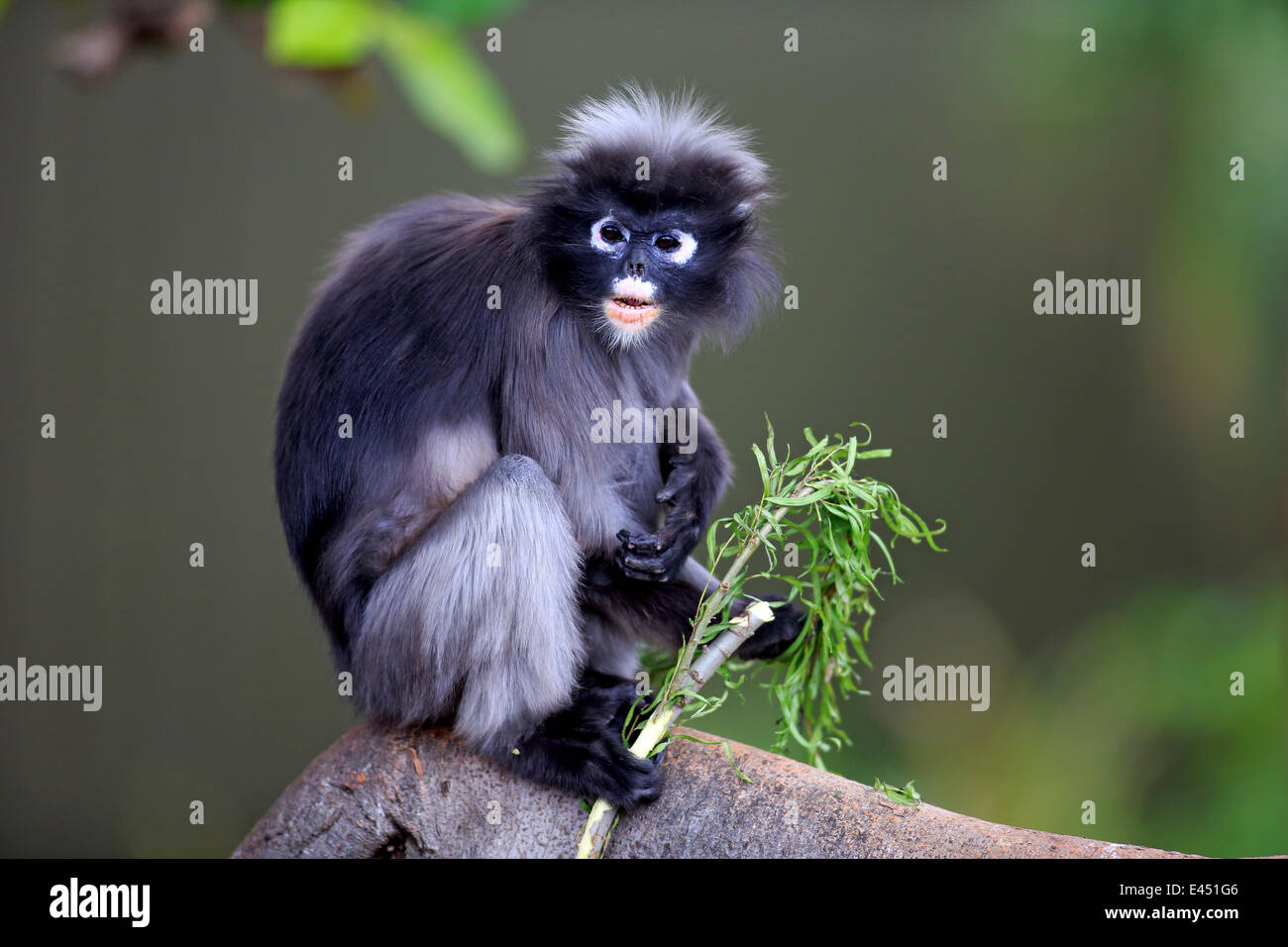 Dusky Leaf Monkey or Spectacled Langur (Trachypithecus obscurus), adult on tree holding food, native to Asia, Singapore Stock Photo