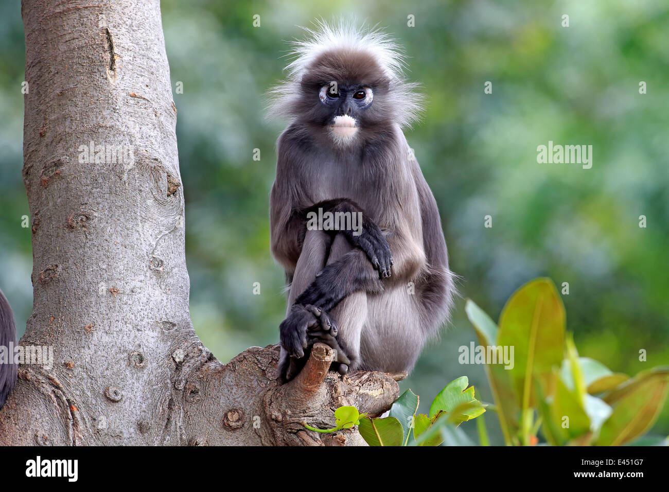Dusky Leaf Monkey or Spectacled Langur (Trachypithecus obscurus), adult on tree, native to Asia, Singapore Stock Photo