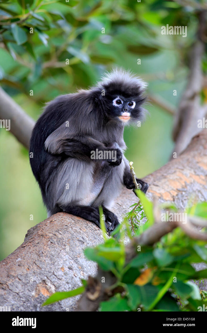 Dusky Leaf Monkey or Spectacled Langur (Trachypithecus obscurus), adult on tree, native to Asia, Singapore Stock Photo