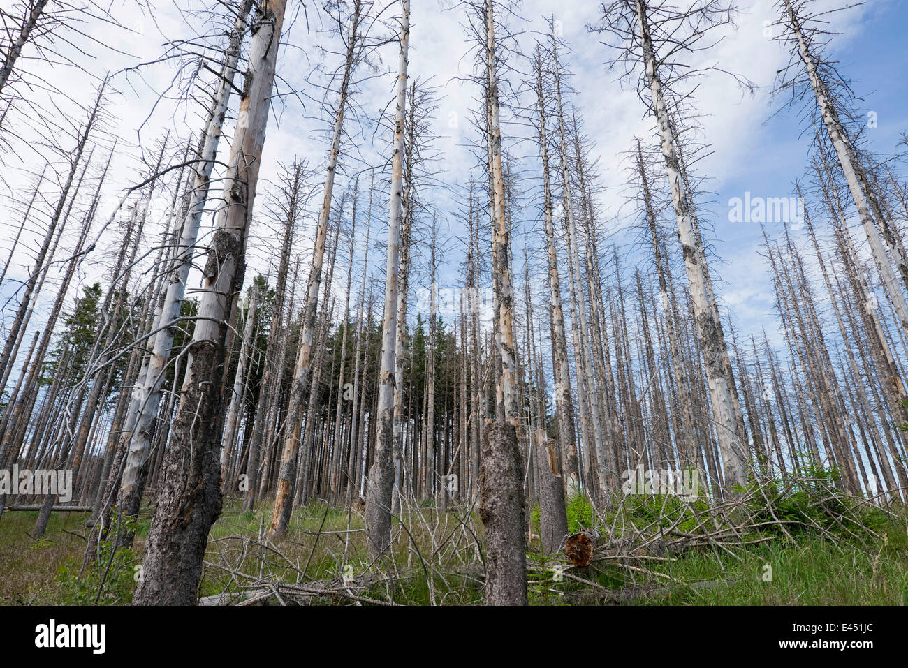 Dead Spruce Trees (Picea abies) after infestation and herbivory of the Eight-toothed Spruce Bark Beetle (Ips typographus) Stock Photo