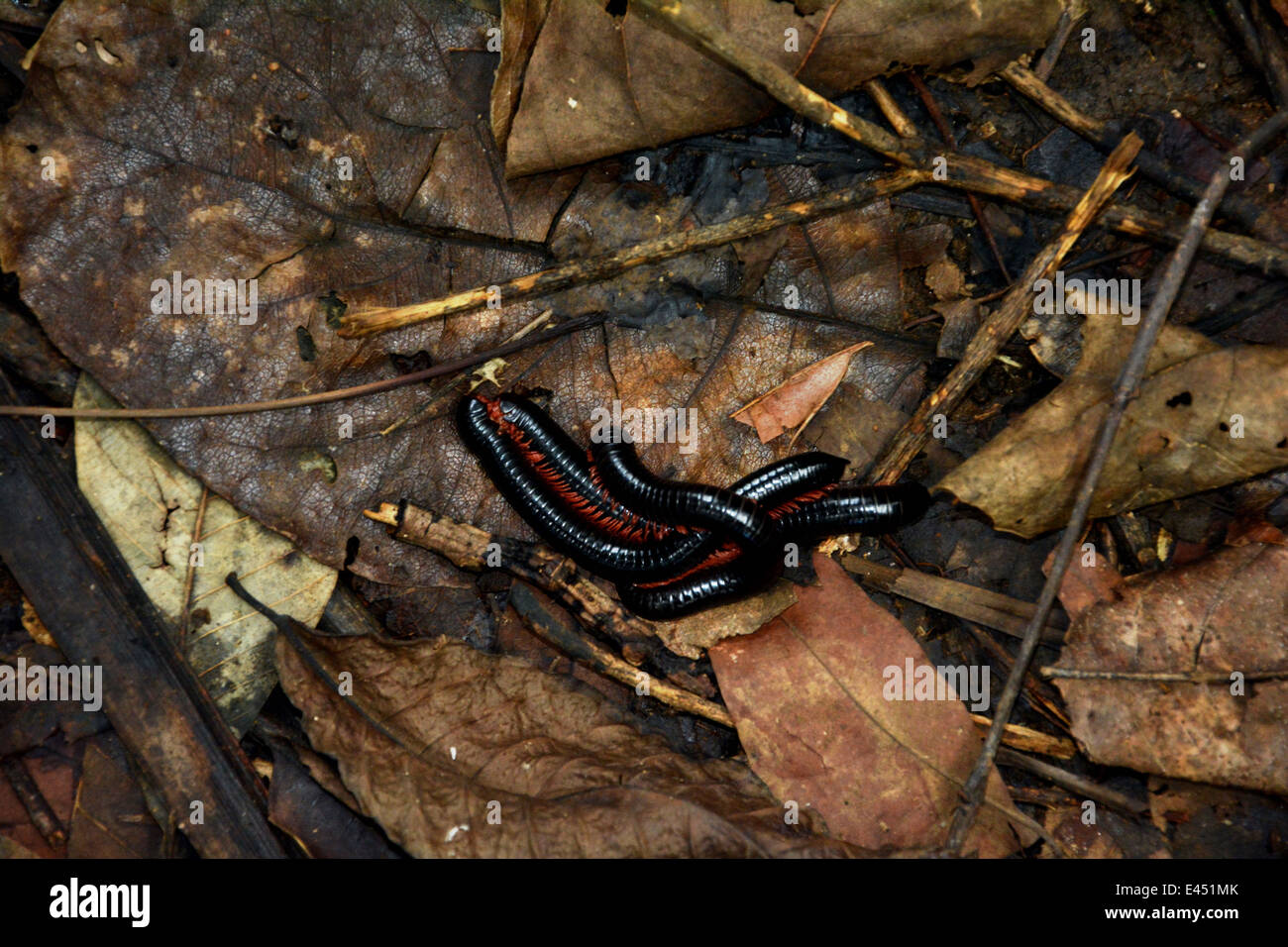 Millipedes Mating Stock Photo Alamy Millipedes Mating Stock Photo Alamy