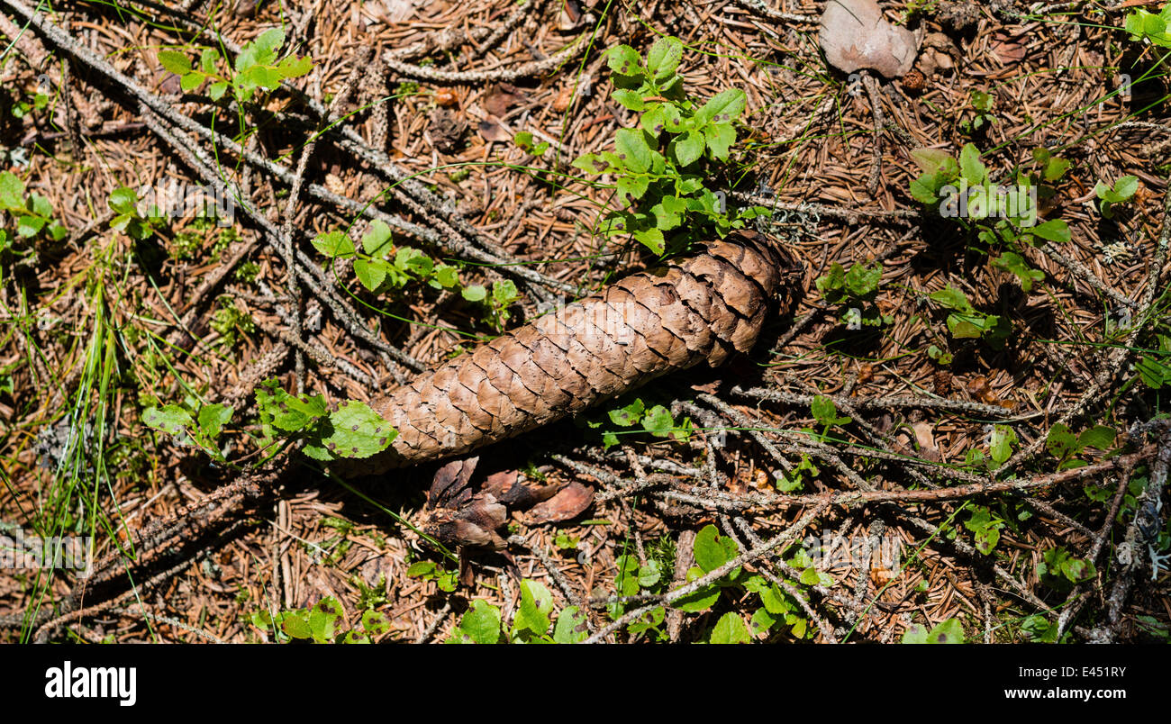 Coniferous forest floor hi-res stock photography and images - Alamy
