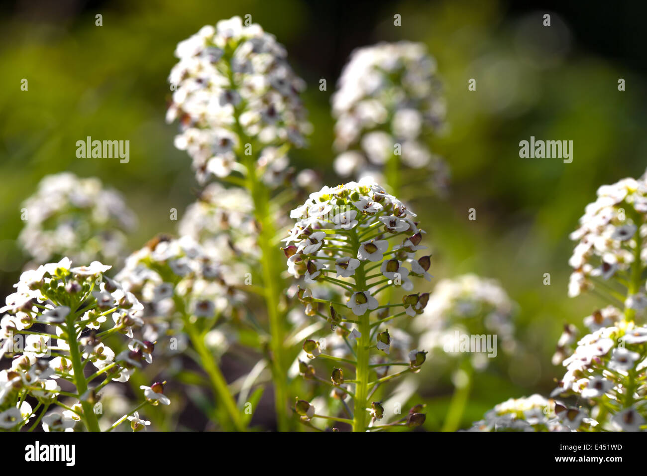 Sweet Alyssum (Lobularia maritima), is a species of low-growing flowering plant in the family Brassicaceae. Stock Photo