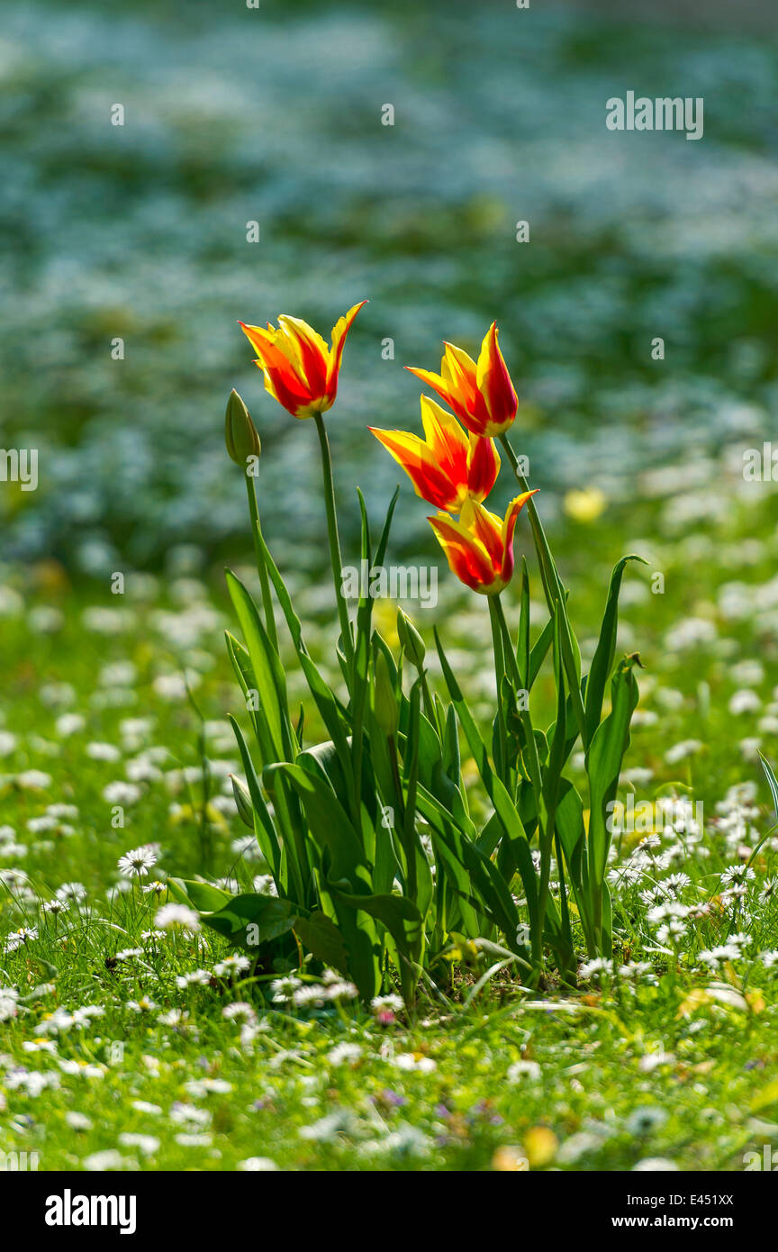 Red and yellow tulips (Tulipa) on a flower meadow, Hesse, Germany Stock Photo