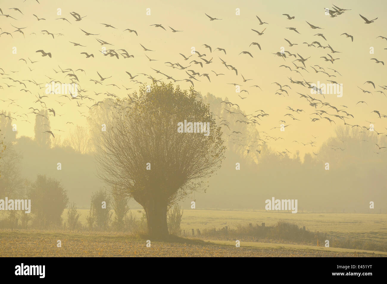 Flying geese swarm over trees in misty morning light, Xanten, Lower Rhine region, North Rhine-Westphalia, Germany Stock Photo