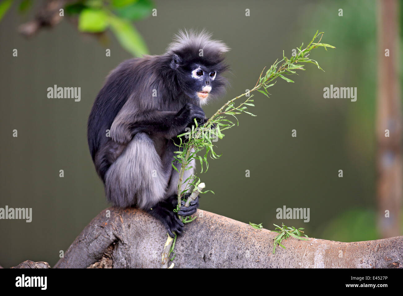 Trachypithecus Dusky Leaf Monkey or Southern Langur (Trachypithecus obscurus), adult ...
