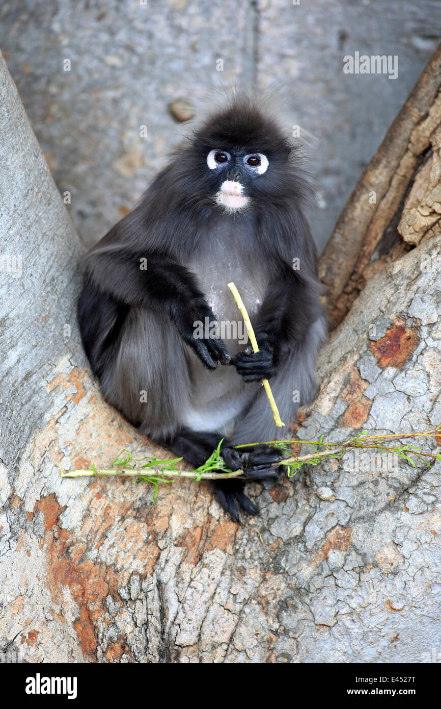 Dusky Leaf Monkey or Southern Langur (Trachypithecus obscurus), adult on tree with food, native to Asia, Singapore Stock Photo
