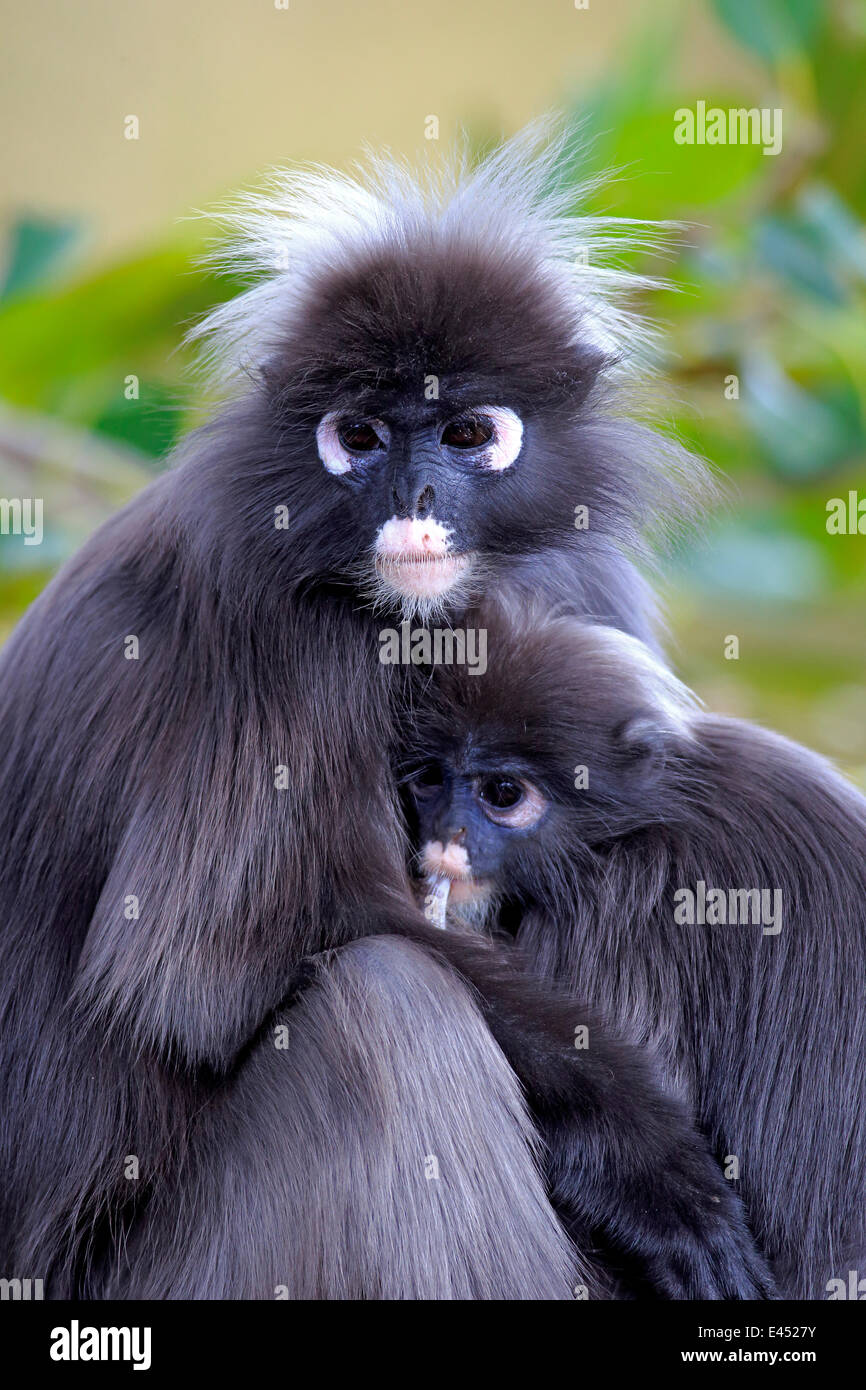 Dusky Leaf Monkeys or Southern Langurs (Trachypithecus obscurus), female suckling young, native to Asia, Singapore Stock Photo