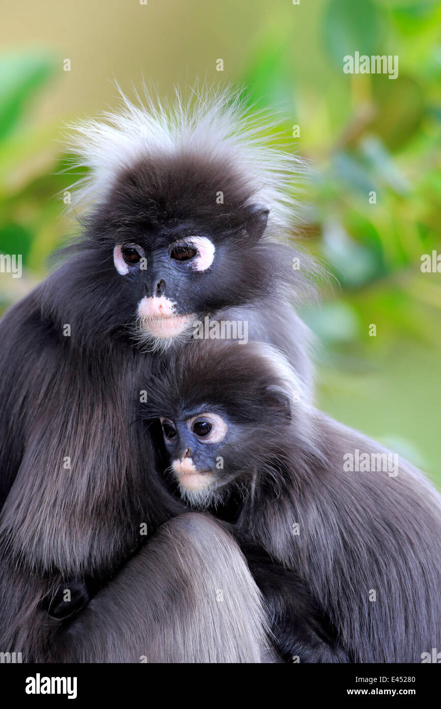 Dusky Leaf Monkeys or Southern Langurs (Trachypithecus obscurus), female with young, native to Asia, Singapore Stock Photo