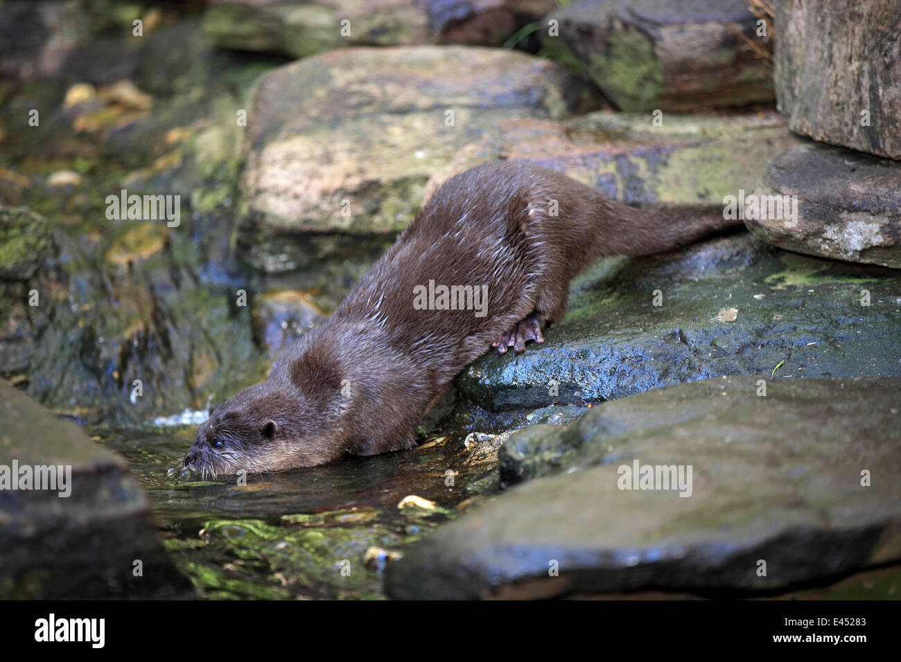 Oriental Small-clawed Otter (Amblonyx cinerea), adult, at the water, native to Asia, captive, Australia Stock Photo
