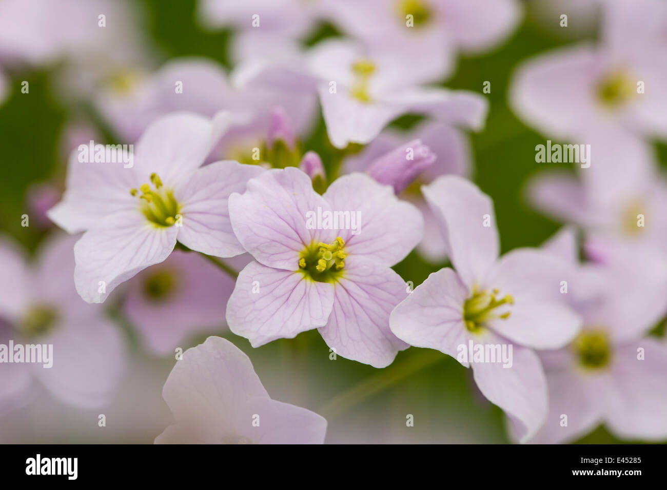 Cuckoo Flower (Cardamine pratensis), Hesse, Germany Stock Photo - Alamy