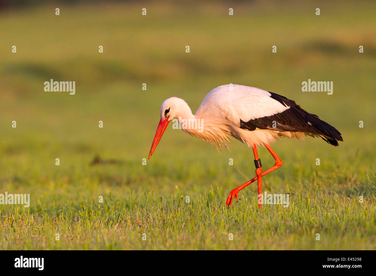 White Stork (Ciconia ciconia), foraging for food, North Hesse, Hesse, Germany Stock Photo