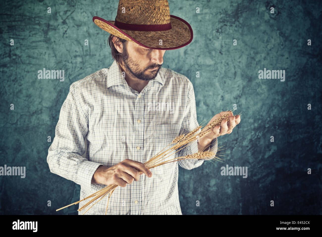 Male Farmer with cowboy straw hat examining wheat straws. Crop protection concept. Stock Photo