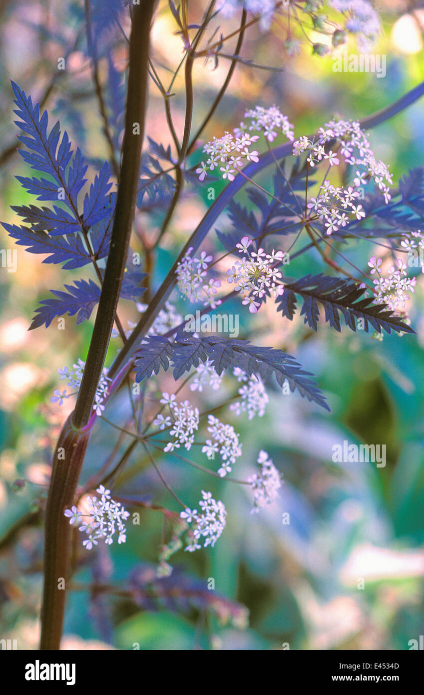 Anthriscus Sylvestris Ravenswing Cow Parsely Queen Anne S Lace