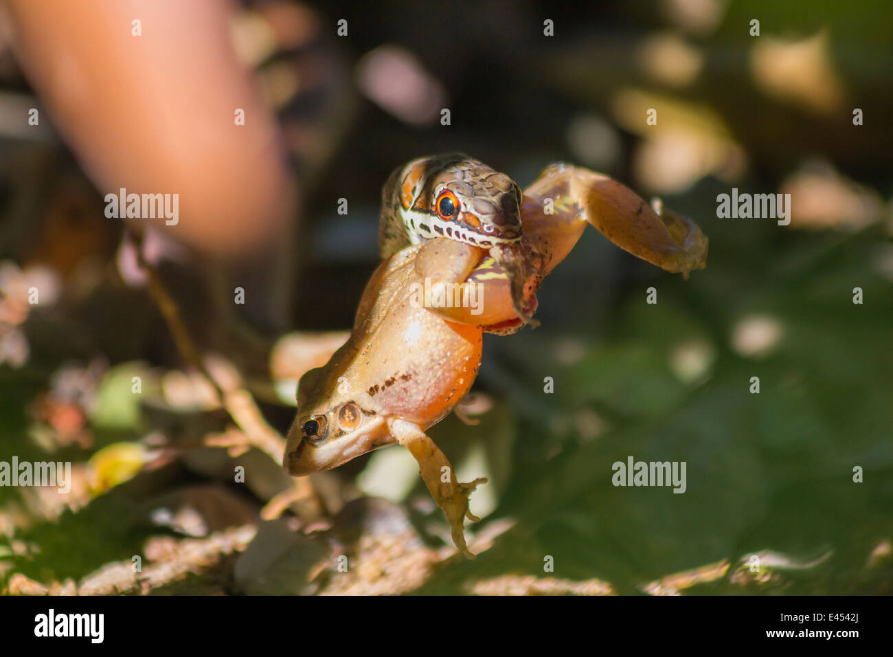 Boy frog catch hi-res stock photography and images - Alamy
