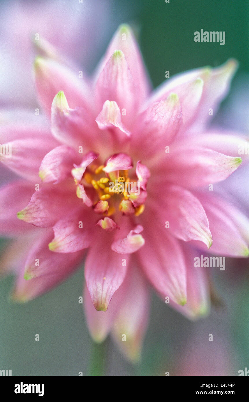 Aquilegia vulgaris var. stellata 'Rose Barlow', Culverwort. Perennial, May. Close up portrait of pink flower. Stock Photo