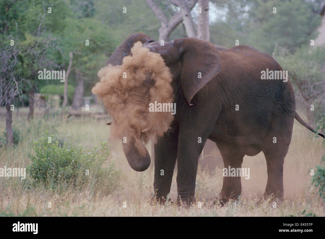 African elephant dust bathing Kruger N P, South Africa Stock Photo