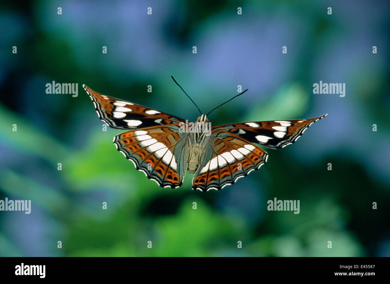 Poplar Admiral butterfly flying (Limenitis populi) captive, Europe. Stock Photo