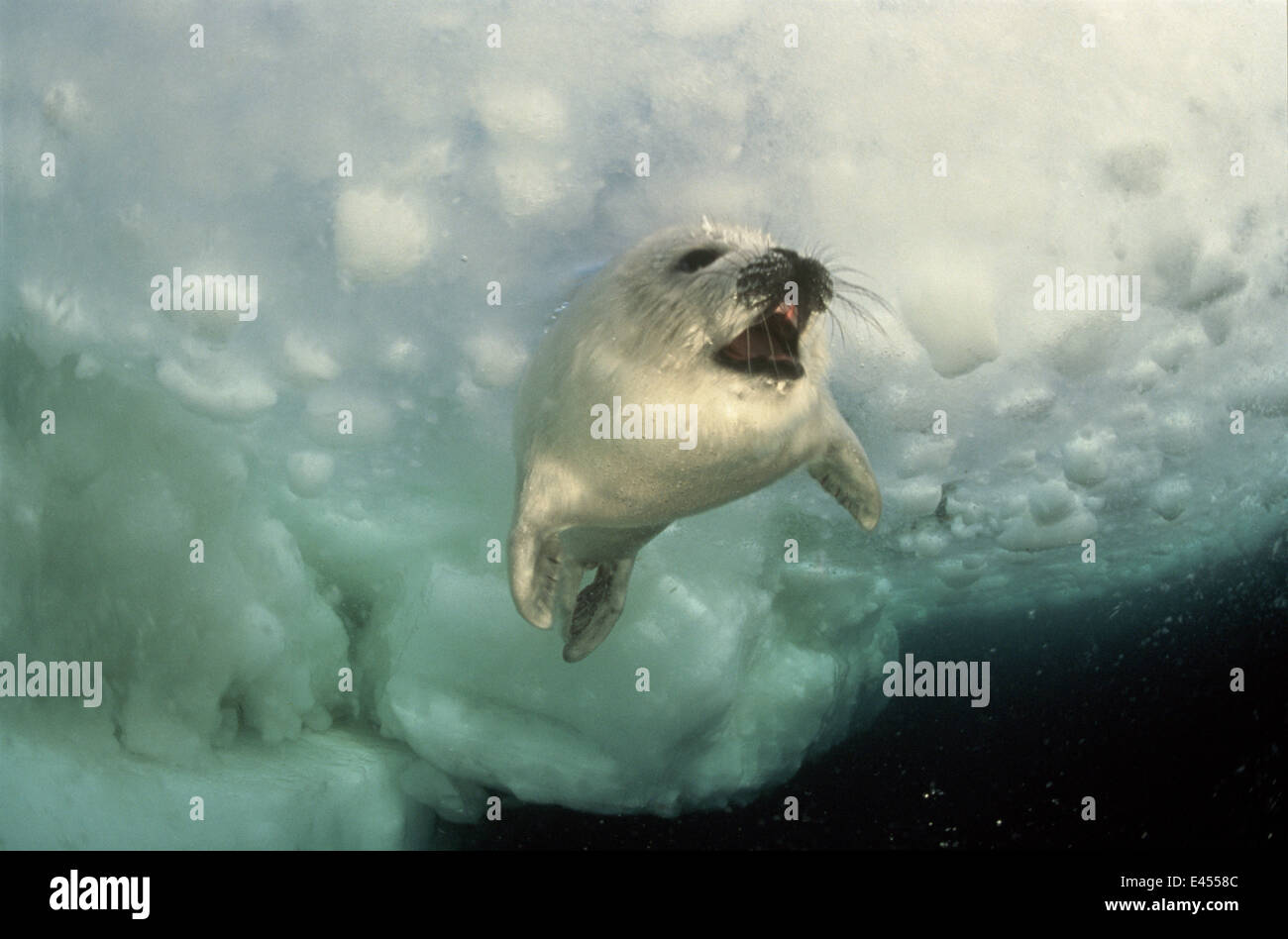 ice ocean seal