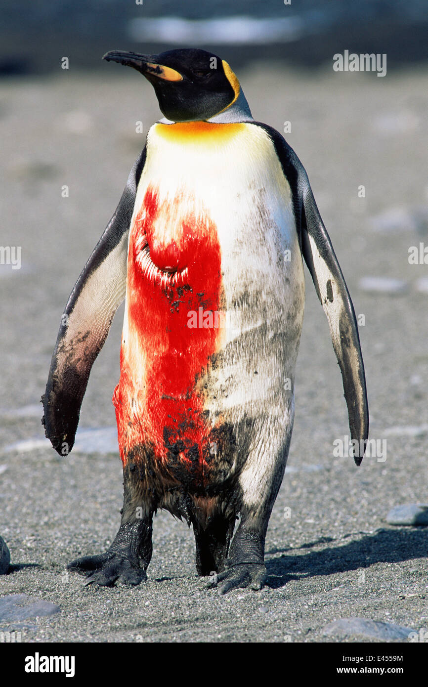 King Penguin {Aptenodytes patagoni} wounded and covered in blood from Leopard seal attack.  Southern Georgia. Stock Photo