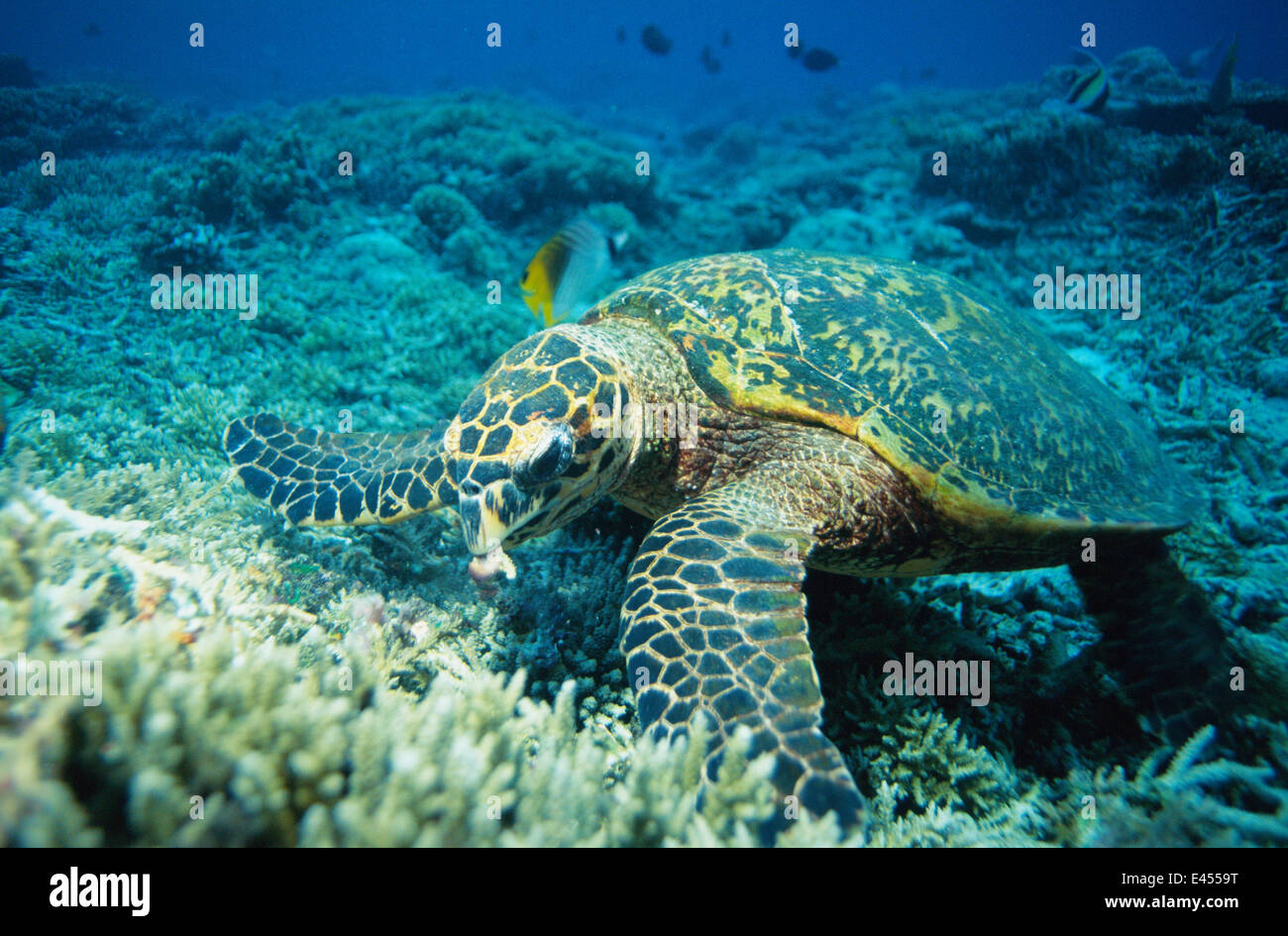 Photo inspiration: Fresh Look at Hawksbill Sea Turtle Feeding Hi Res Stock Photography And Images