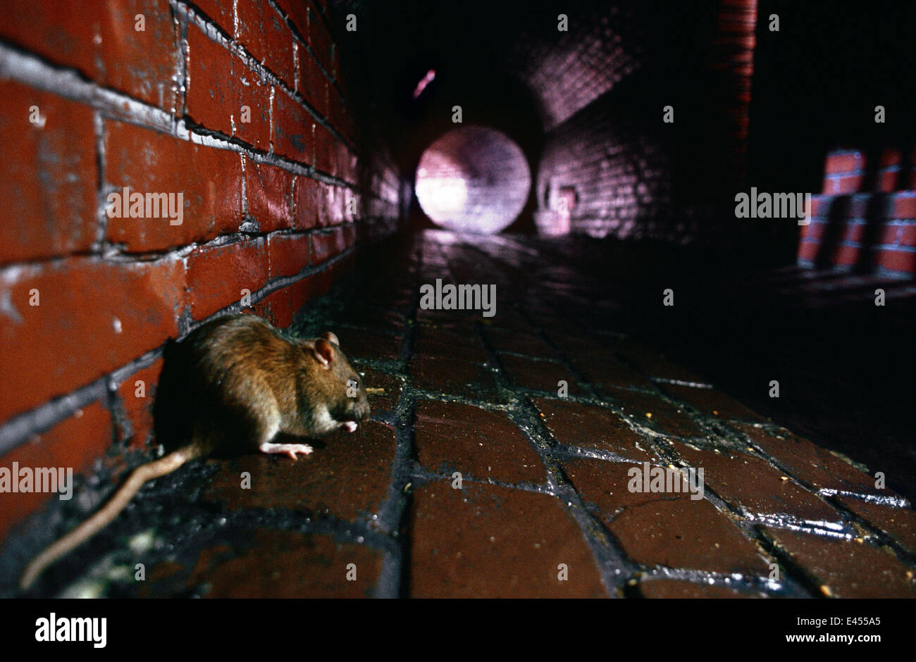 Brown rat {Rattus norvegicus} in sewer, captive Stock Photo - Alamy
