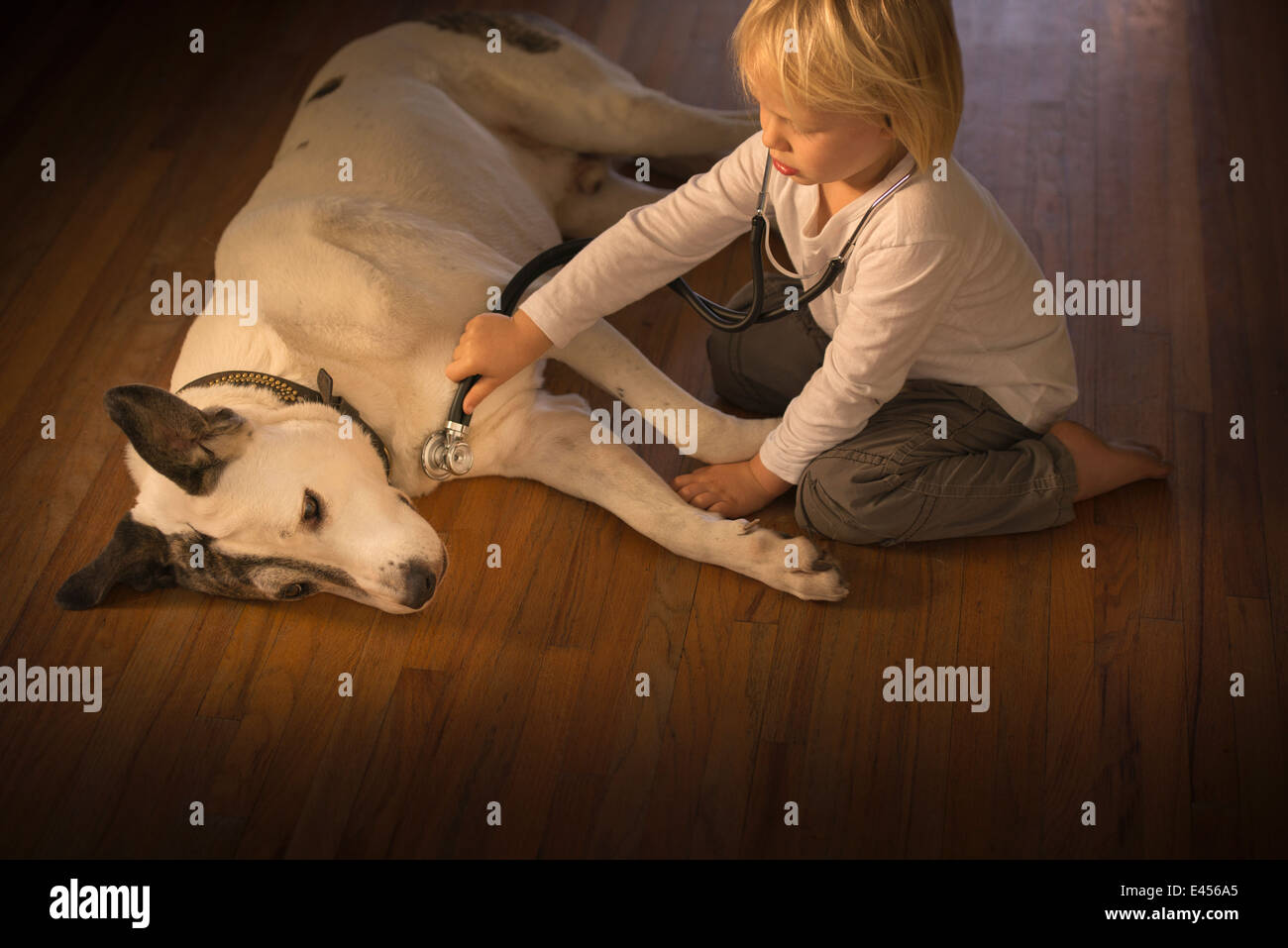 Three year old boy monitoring dog with stethoscope at home Stock Photo