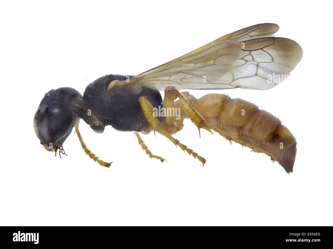 Hymenoptera; Crabronidae; Cerceris flaviventris; female; Vander Linden 1829; Lenght: 15 mm Stock Photo